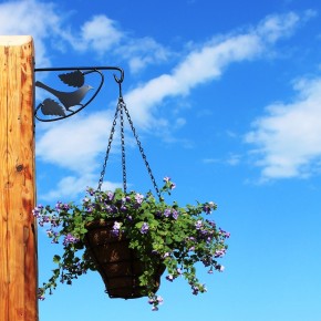 Hanging basket bracket Bird